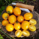 Paradajka kríčková Vivaoro – semená Solanum lycopersicum