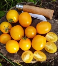 Paradajka kríčková Vivaoro – semená Solanum lycopersicum