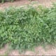 Paradajka kríčková Vivaoro – semená Solanum lycopersicum