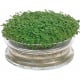 Bio nakličovacia miska s rukolou – Buzzy Organic – Pieterpik