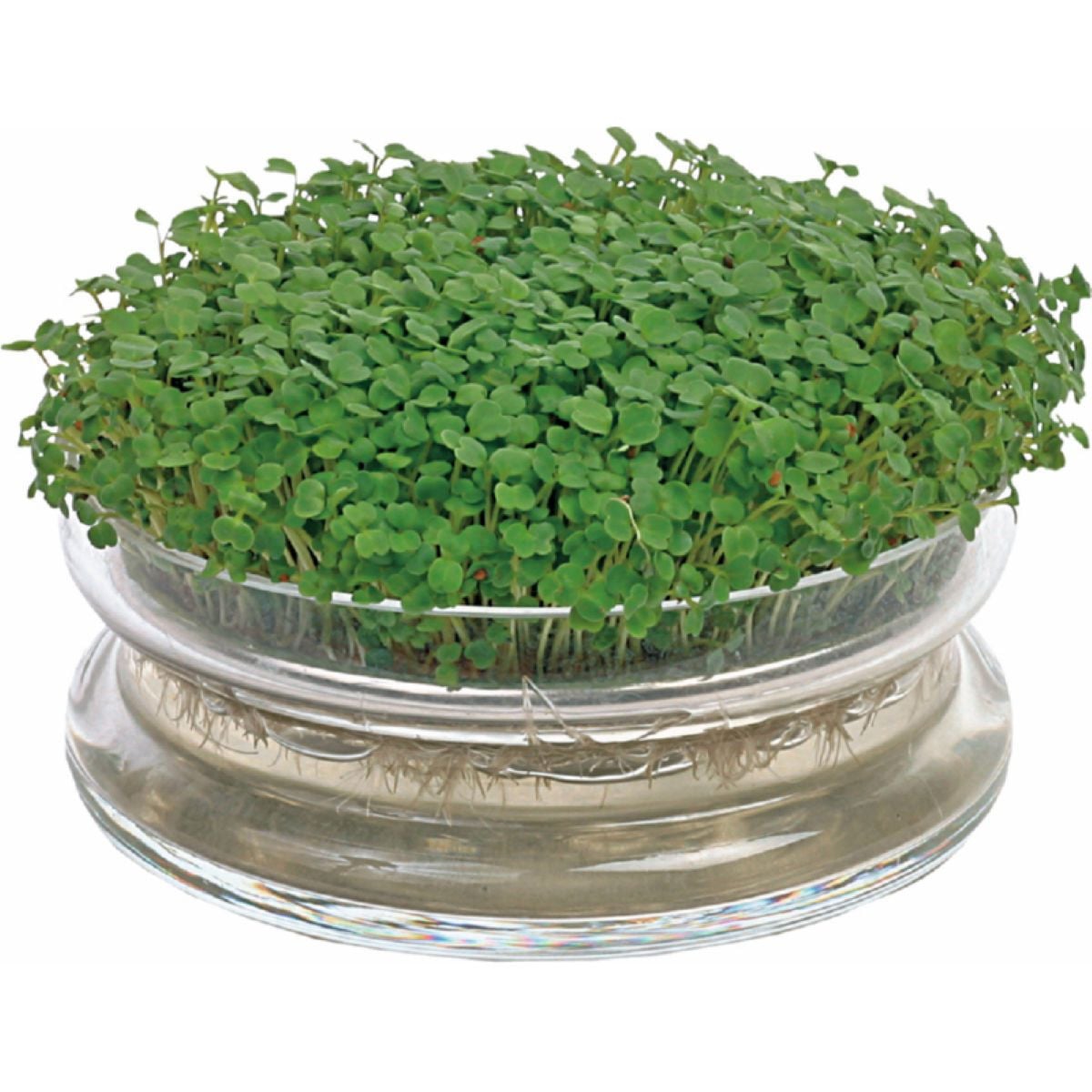 Bio nakličovacia miska s rukolou – Buzzy Organic – Pieterpik