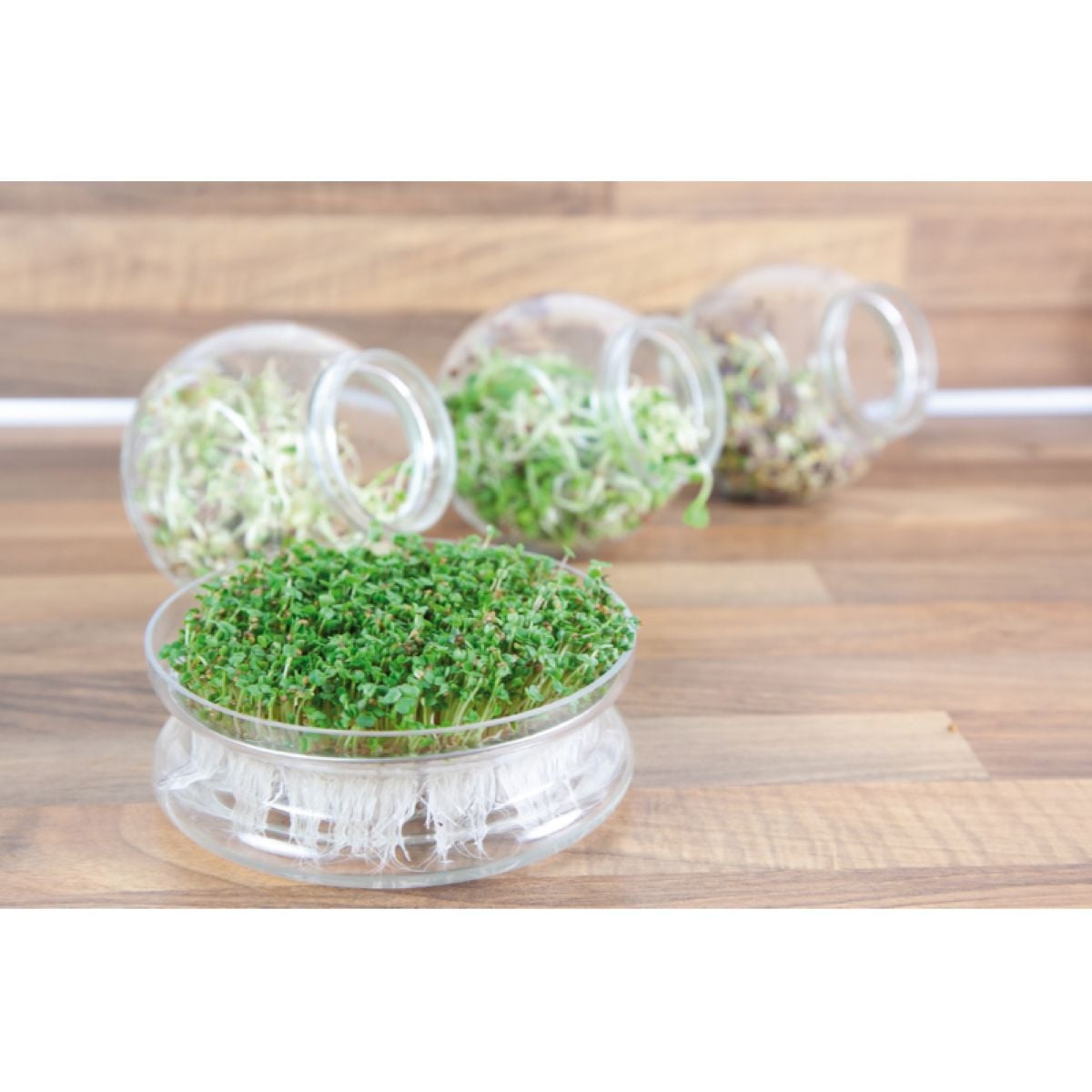 Bio nakličovacia miska s rukolou – Buzzy Organic – Pieterpik