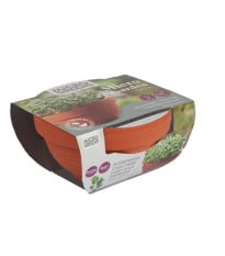 Kučeravý kel v terakotovej miske – Buzzy Microgreens – Pieterpik