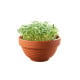 Tatsoi v terakotovej miske – Buzzy Microgreens – Pieterpik