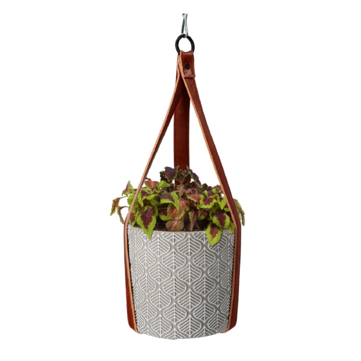 Buzzy House Plants – Súprava s africkou žihľavou – Pieterpik