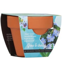 Mini súprava na pestovanie nezábudky – Buzzy Grow Gift