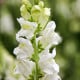 Papuľka väčšia Leonidas F1 White – Antirrhinum majus – semená