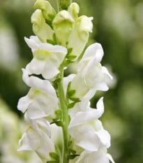 Papuľka väčšia Leonidas F1 White – Antirrhinum majus – semená
