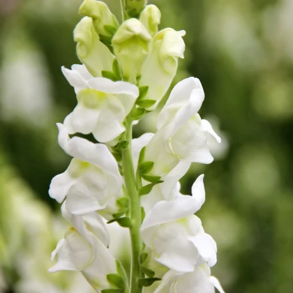 Papuľka väčšia Leonidas F1 White – Antirrhinum majus – semená