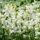 Papuľka väčšia Leonidas F1 White – Antirrhinum majus – semená