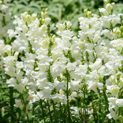 Papuľka väčšia Leonidas F1 White – Antirrhinum majus – semená