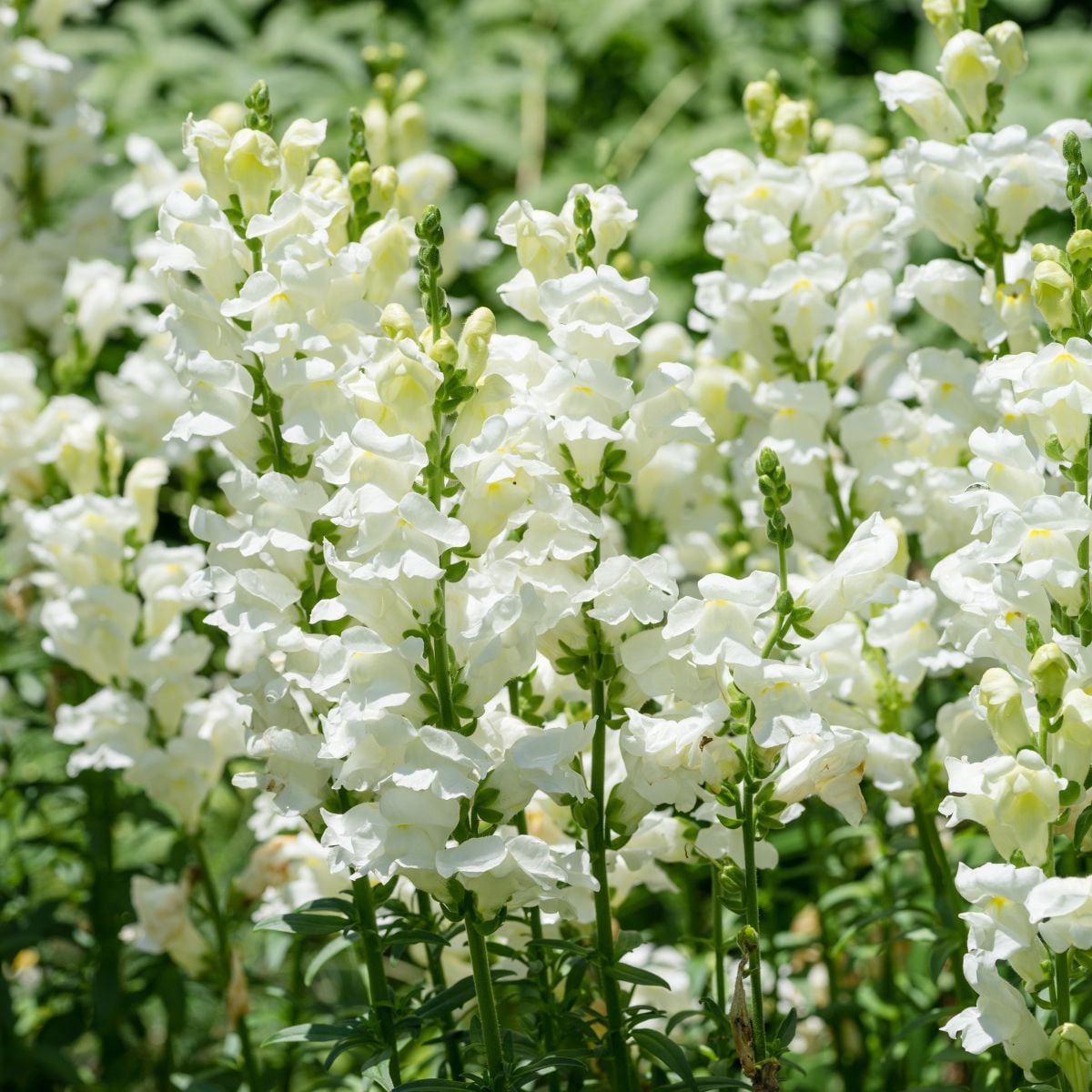 Papuľka väčšia Leonidas F1 White – Antirrhinum majus – semená