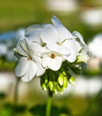 Muškát krúžkovaný Horizon F1 Pure White – semená