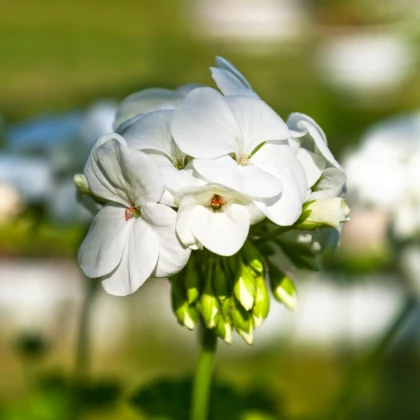 Muškát krúžkovaný Horizon F1 Pure White – semená