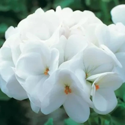 Muškát krúžkovaný Horizon F1 Pure White – semená