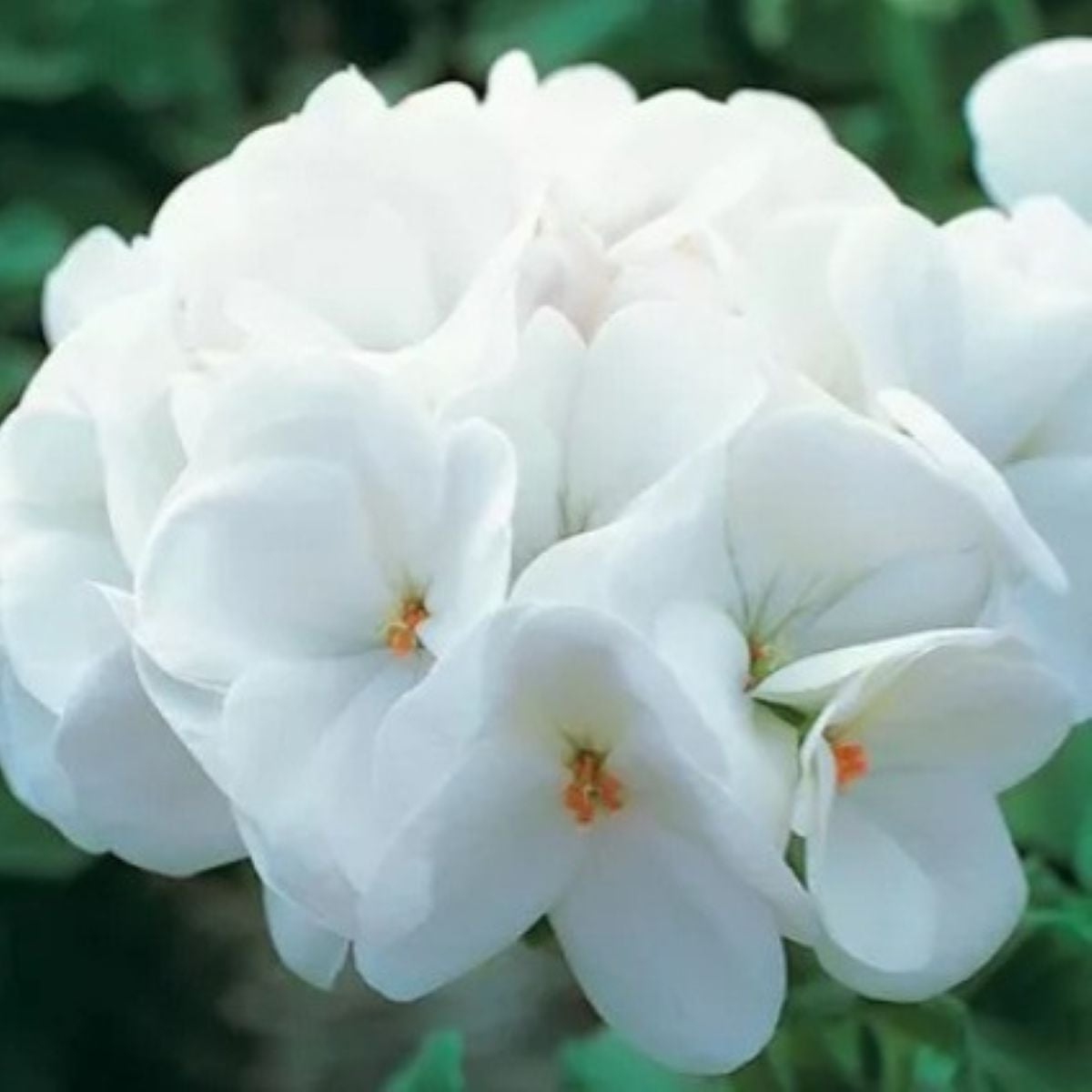 Muškát krúžkovaný Horizon F1 Pure White – semená