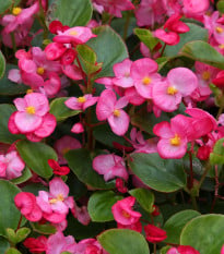 Begónia Ganymed F1 Rose – Begonia semperflorens – semená