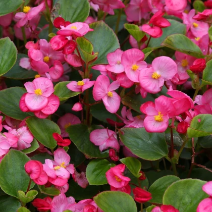 Begónia Ganymed F1 Rose – Begonia semperflorens – semená