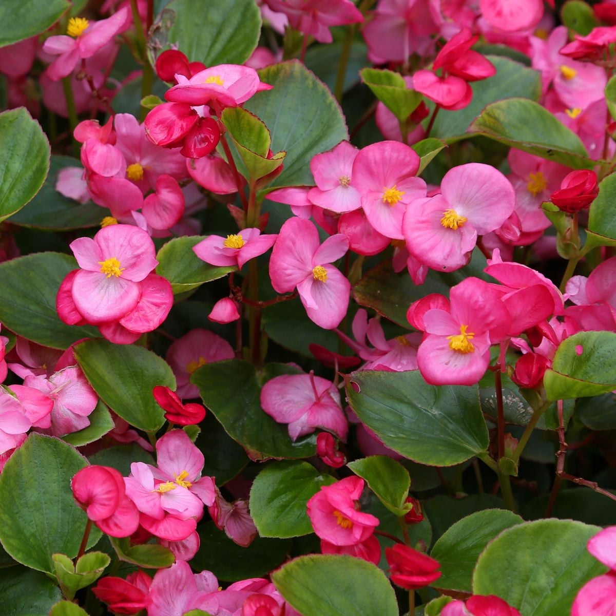 Begónia Ganymed F1 Rose – Begonia semperflorens – semená