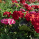 Muškát pásikavý Nekita F1 Mix – Pelargonium zonale – semená