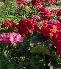 Muškát pásikavý Nekita F1 Mix – Pelargonium zonale – semená