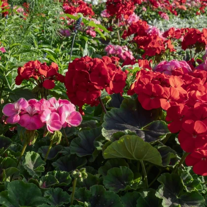 Muškát pásikavý Nekita F1 Mix – Pelargonium zonale – semená