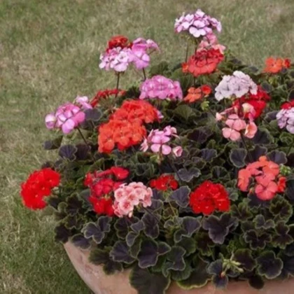 Muškát pásikavý Nekita F1 Mix – Pelargonium zonale – semená