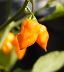 Semená čili Habanero Sevilla – Capsicum chinense