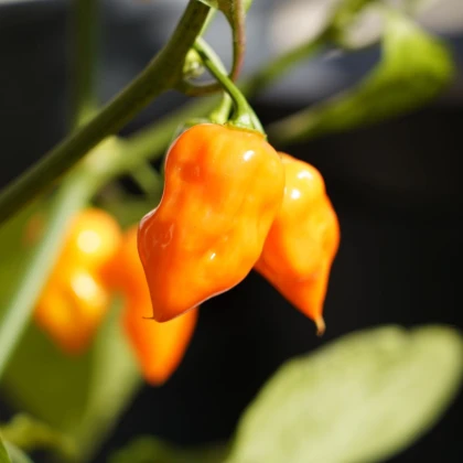 Semená čili Habanero Sevilla – Capsicum chinense