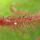 Rosička červená Giftberg – Drosera capensis – semená rosičky