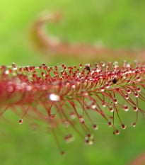 Rosička červená Giftberg – Drosera capensis – semená rosičky