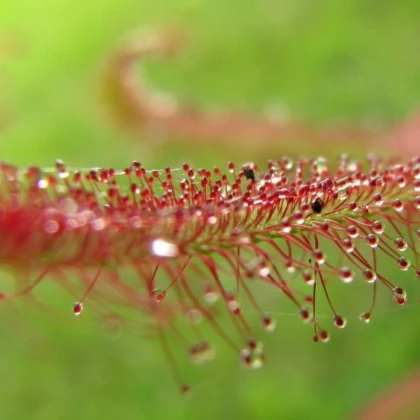 Rosička červená Giftberg – Drosera capensis – semená rosičky