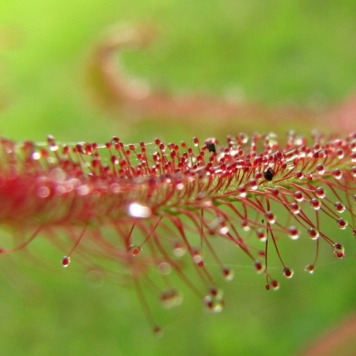 Rosička červená Giftberg – Drosera capensis – semená rosičky