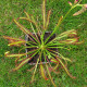 Rosička červená Giftberg – Drosera capensis – semená rosičky