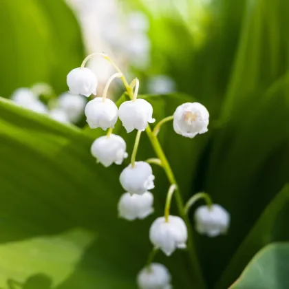 Konvalinka vonná biela - Convallaria majalis - voľnokorenné sadenice konvalinky - 1 ks