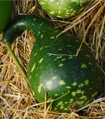 Tekvica okrasná Cobra - Cucurbita lagenaria - semená tekvice - 5 ks