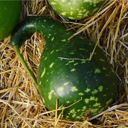 Tekvica okrasná Cobra - Cucurbita lagenaria - semená tekvice - 5 ks