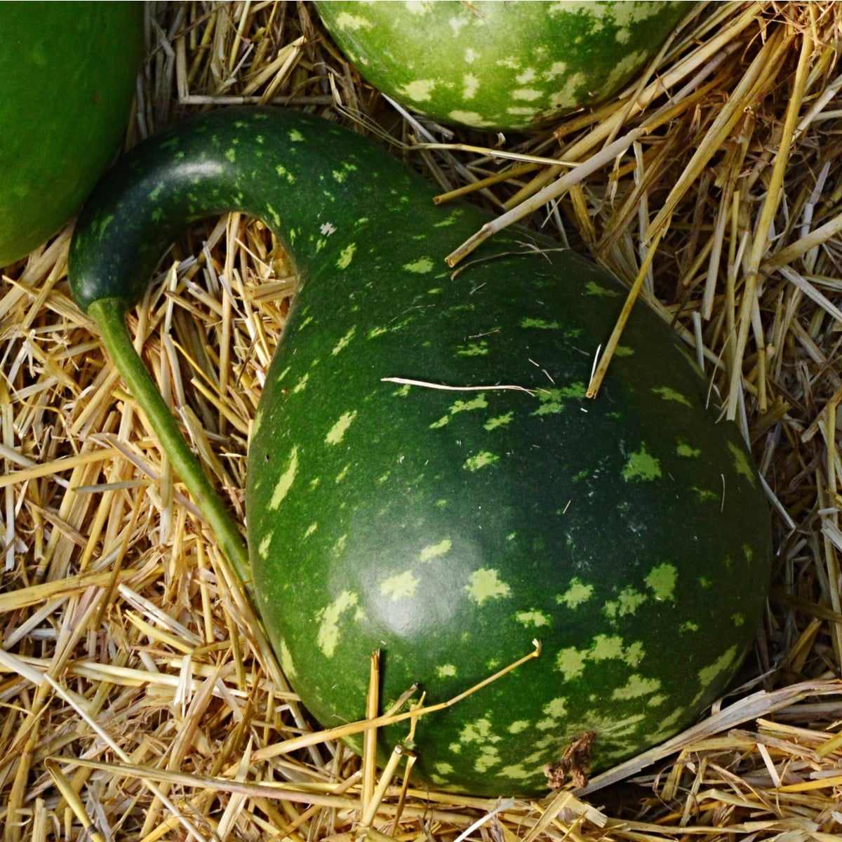 Tekvica okrasná Cobra - Cucurbita lagenaria - semená tekvice - 5 ks