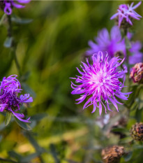 Nevädza lúčna modrá - Centaurea jaceae - semená - 200 ks