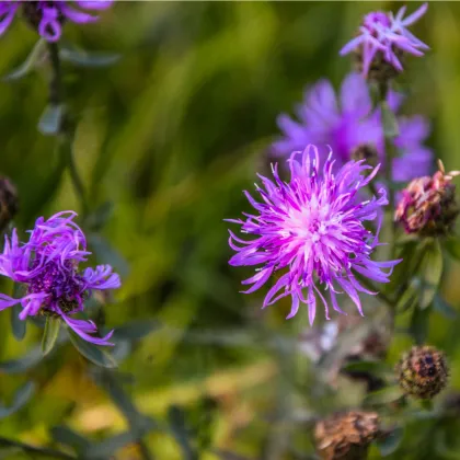 Nevädza lúčna modrá - Centaurea jaceae - semená - 200 ks