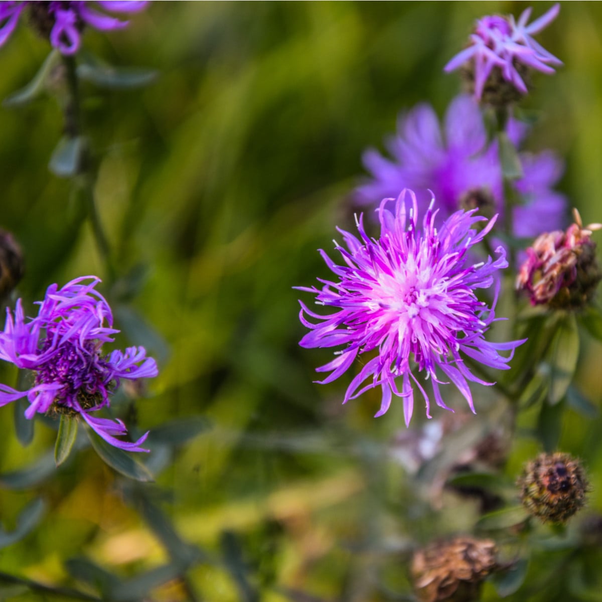 Nevädza lúčna modrá - Centaurea jaceae - semená - 200 ks