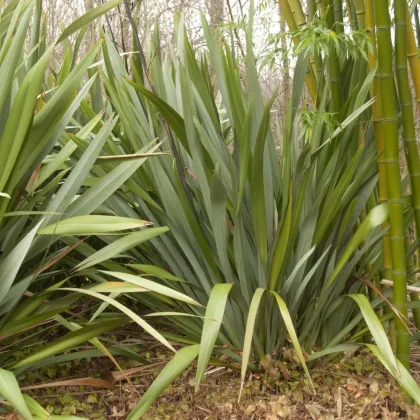 Ľanovník novozélandský - Phormium tenax - semená ľanovníka - 6 ks