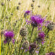 Nevädza hlaváčovitá - Centaurea scabiosa - semená nevädze - 50 ks