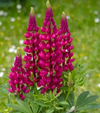 Vlčí bôb červený Mein Schloss - Lupina mnoholistá - Lupinus polyphyllus - semená - 40 ks