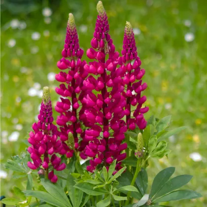 Vlčí bôb červený Mein Schloss - Lupina mnoholistá - Lupinus polyphyllus - semená - 40 ks
