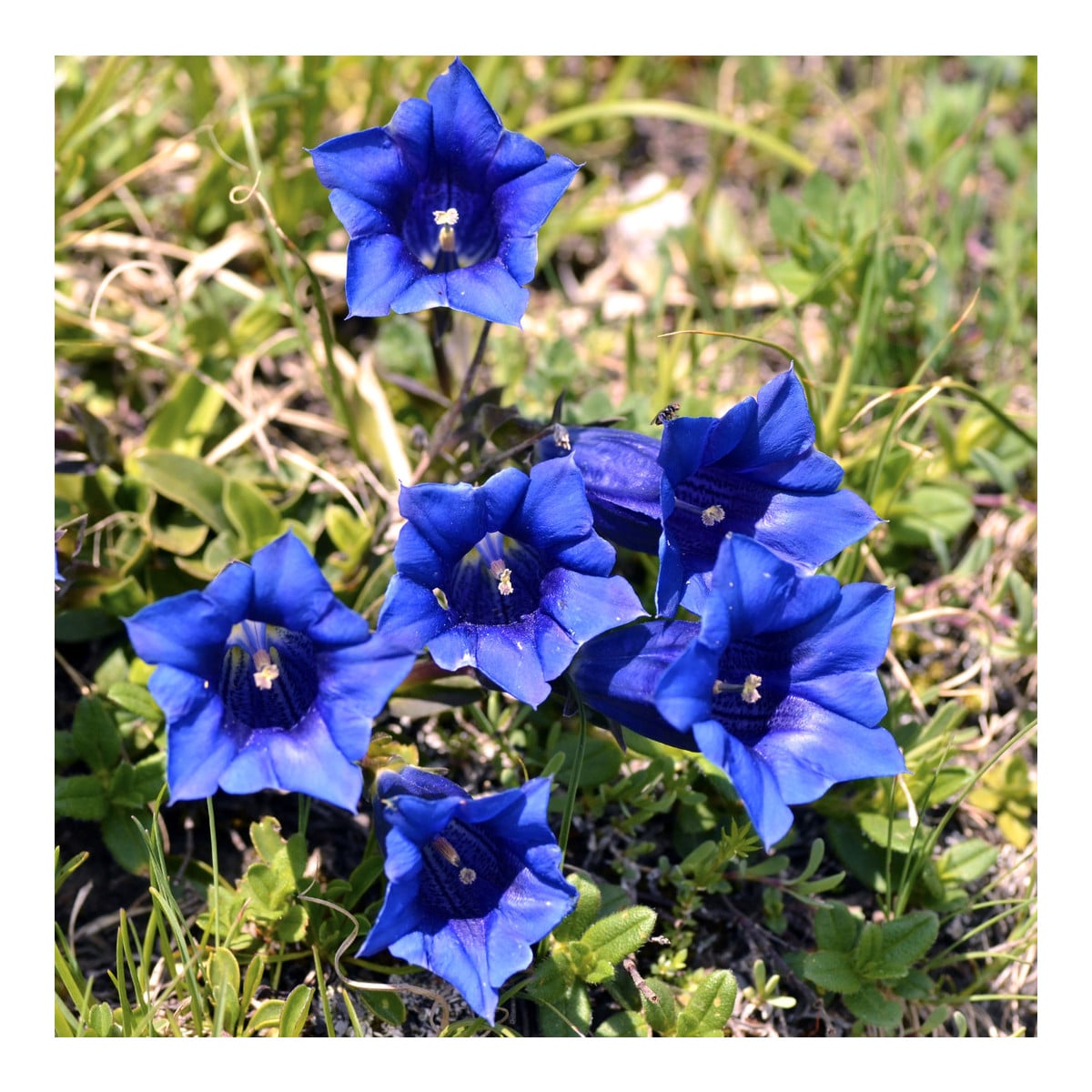 Horec bezbyľový - Gentiana acaulis - semená - 8 ks