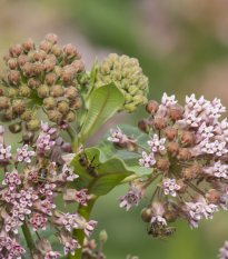 Glejovka hodvábna - Asclepias syriaca - semená glejovky - semiačka - 20 ks