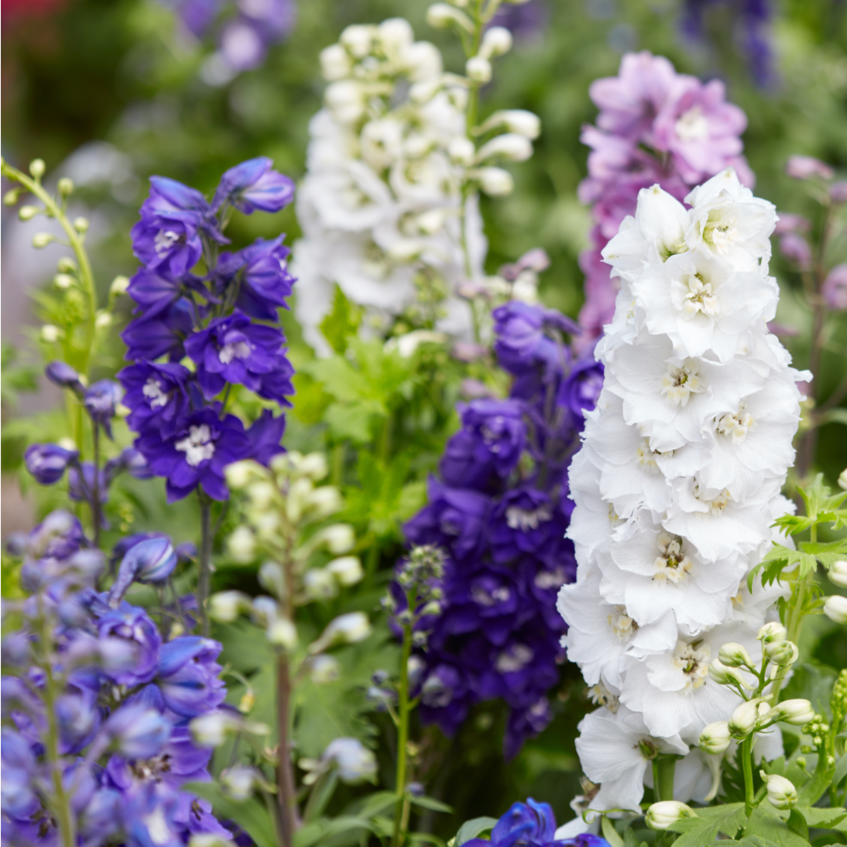 Ostrôžka záhradná hyacintokvetá - zmes - Delphinium ajacis - semená - 300 ks