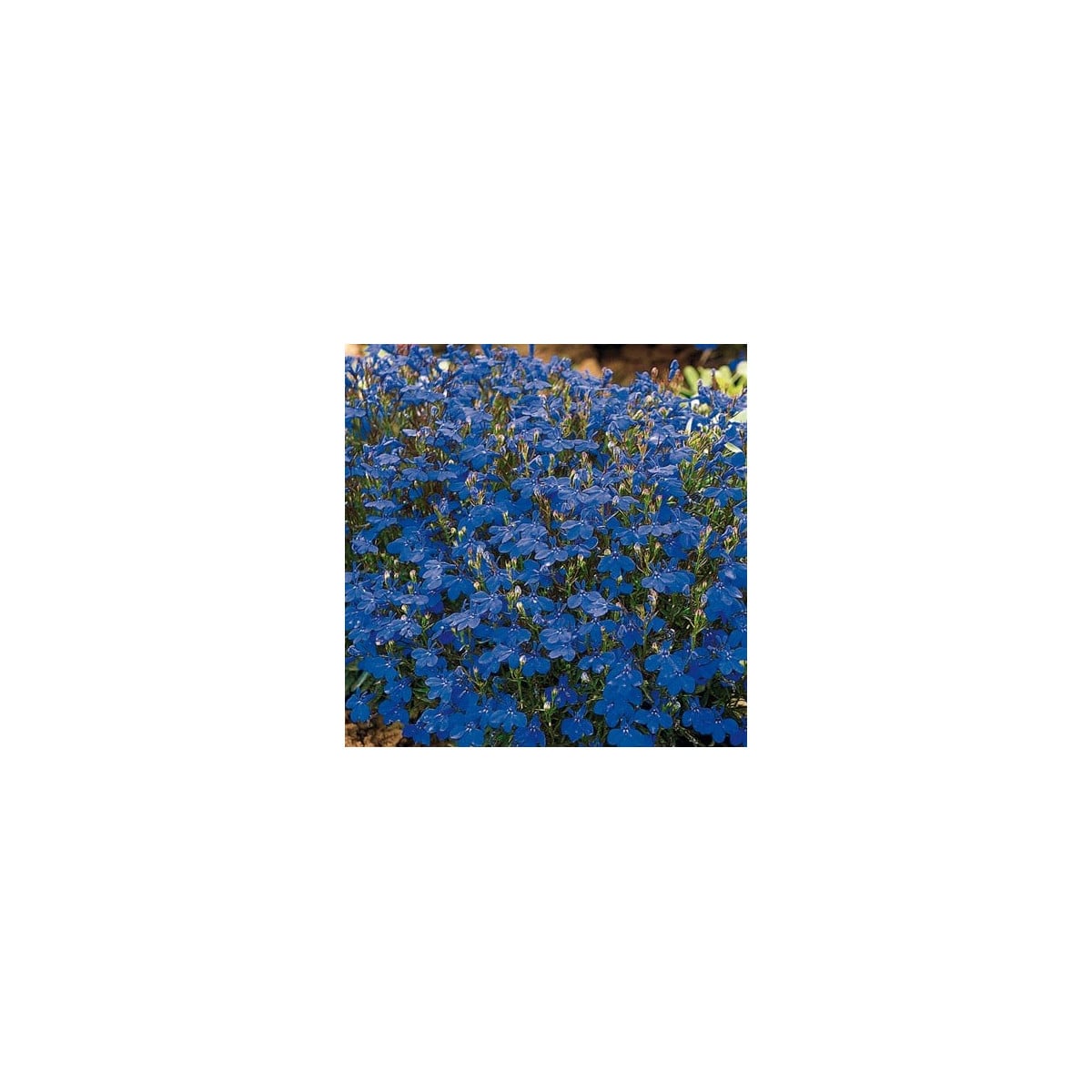 Lobelka drobná Crystal Palace - Lobelia erinus - semená lobelky - semiačka - 1000 ks