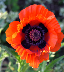 Mak turecký - Papaver glaucum - semená - 0,2 g